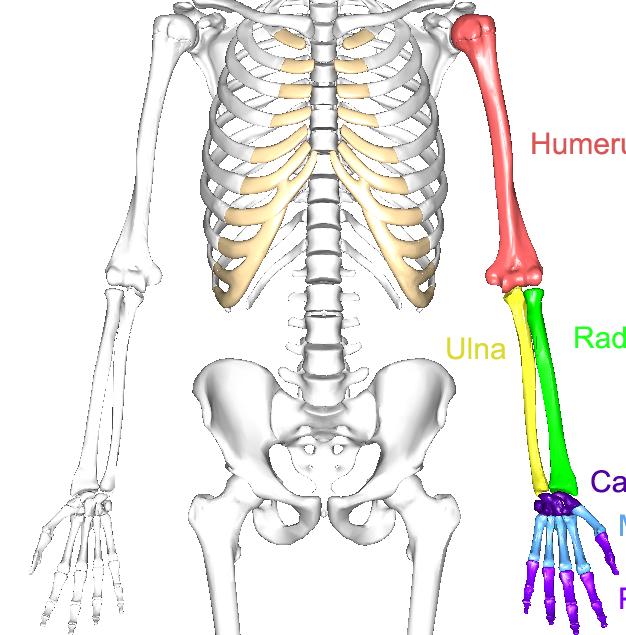 Anatomy - Upper Limb