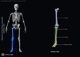 Anatomy - Lower Limb