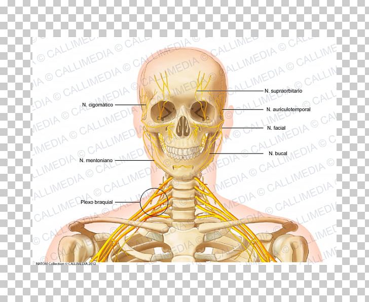 Anatomy - Head & Neck